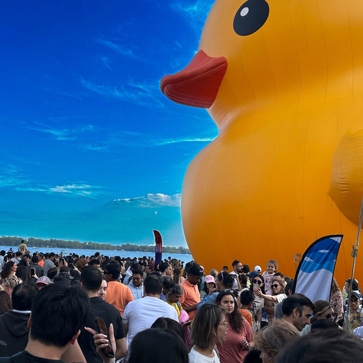 Rubber Duck on the Lake 